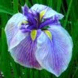 Meet your Posher, Anita